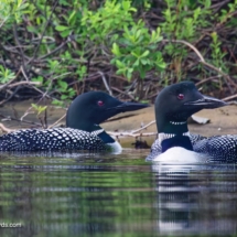Common Loon
