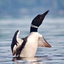 Common Loon