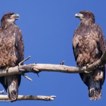 Juvenile Bald Eagles