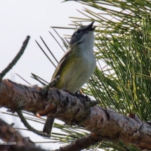 Blue-headed Vireo