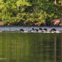 Many Loons