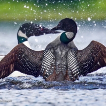 Common Loon Aggressive Posture