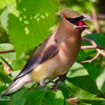 Cedar Waxwing