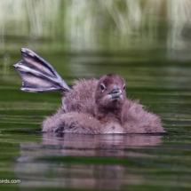 Common Loon