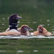 Common Loon Family