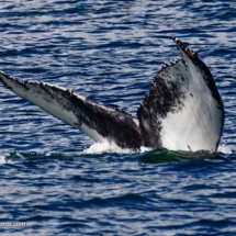 Whale Tail