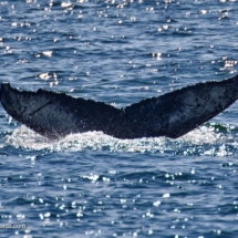 Whale Tail