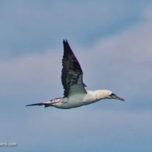 Northern Gannet