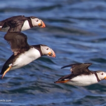 Atlantic Puffin