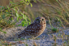 Burrowing Owl