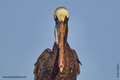 Pelican 