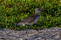 Black-bellied Plover