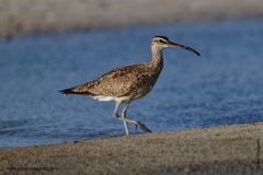 Whimbrel