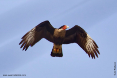 Crested Caracara