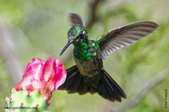 Blue-tailed Emerald