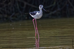 Black-necked Stilt