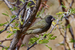 Black-faced Grassquit
