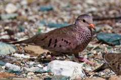 Common Ground Dove