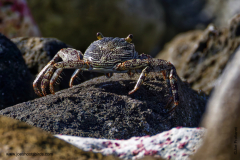 Sally Lightfoot crab