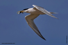 Sandwich Tern