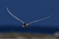 Sandwich Tern