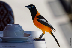 Venezuelan Troupial