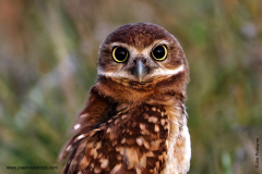 Burrowing Owl
