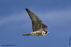 Peregrine Falcon