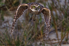 Burrowing Owl