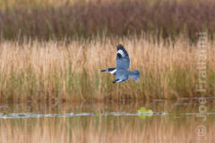Belted Kingfisher