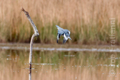 Belted Kingfisher