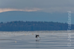 Belted Kingfisher