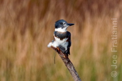 Belted Kingfisher