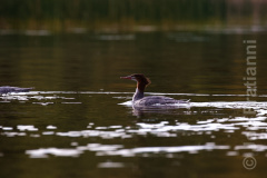Merganser