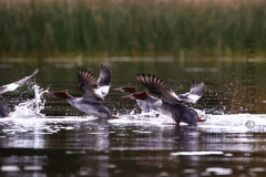 Merganser