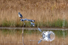 Belted Kingfisher