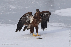 Juvenile Bald Eagle
