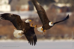 Adult Bald Eagles