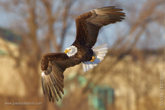 Adult Bald Eagle
