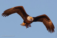 Adult Bald Eagle