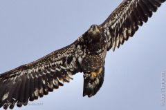 Juvenile Bald Eagle