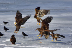 Adult and Juvenile Bald Eagle