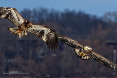 Juvenile Bald Eagle