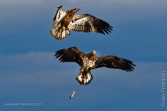 Juvenile Bald Eagles