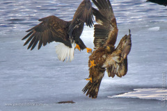 Adult and Juvenile Bald Eagle
