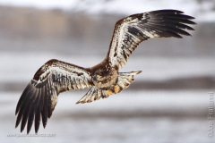 Juvenile Bald Eagle