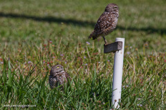 On guard