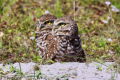 Burrowing Owl