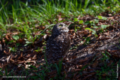 Burrowing Owl