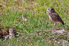 Burrowing Owl